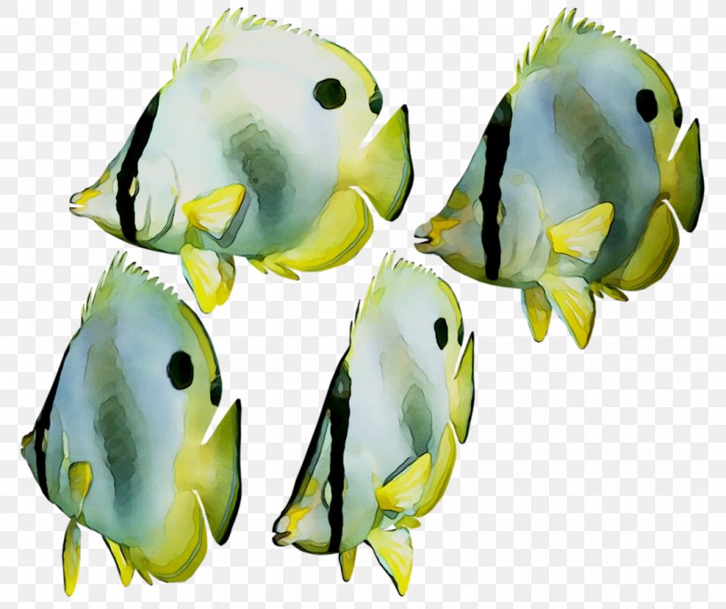 Marine Biology Parakeet Fish, PNG, 1082x909px, Biology, Butterflyfish, Fish, Marine Biology, Organism Download Free