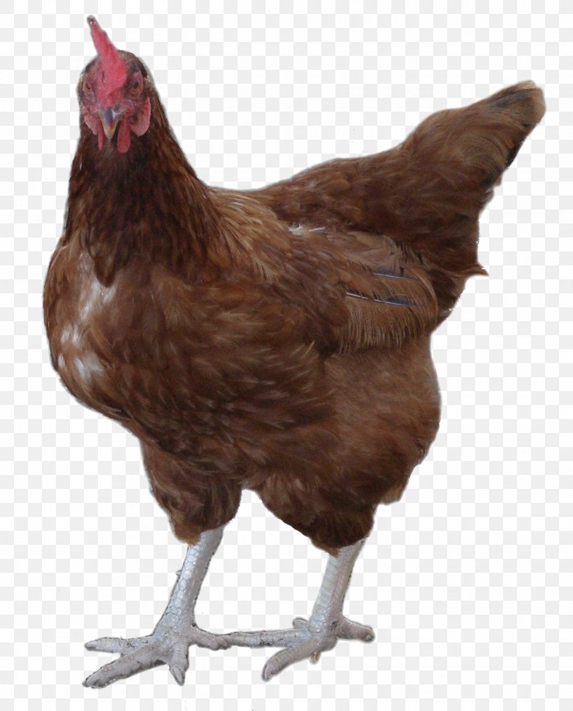 Rooster Leghorn Chicken Cochin Chicken Plymouth Rock Chicken Legbar, PNG, 1320x1640px, Rooster, Beak, Bird, Chicken, Cochin Chicken Download Free