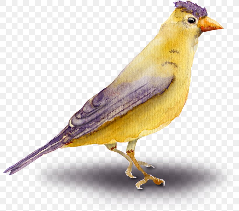 Golden Background, PNG, 800x724px, Finches, Atlantic Canary, Beak, Bird, Canary Download Free