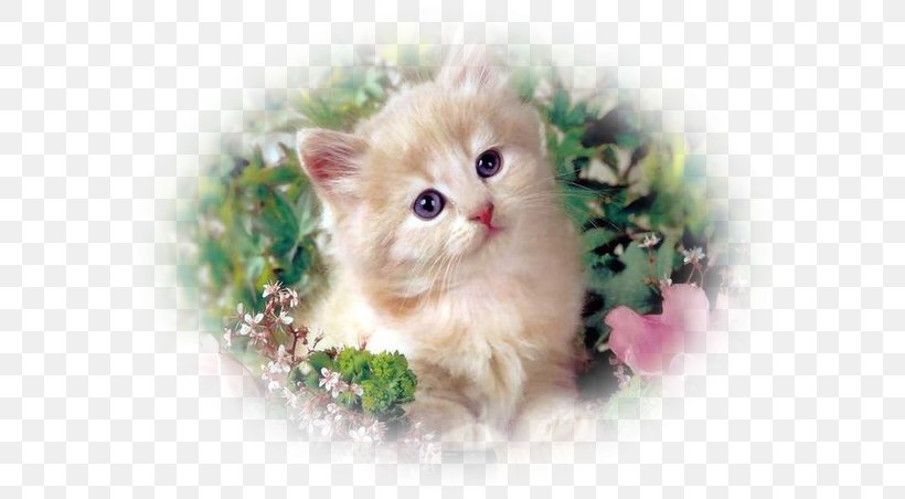 Kitten Cat Desktop Wallpaper Embroidery Wallpaper, PNG, 602x452px, Kitten, American Curl, Art, Asian Semi Longhair, British Semi Longhair Download Free