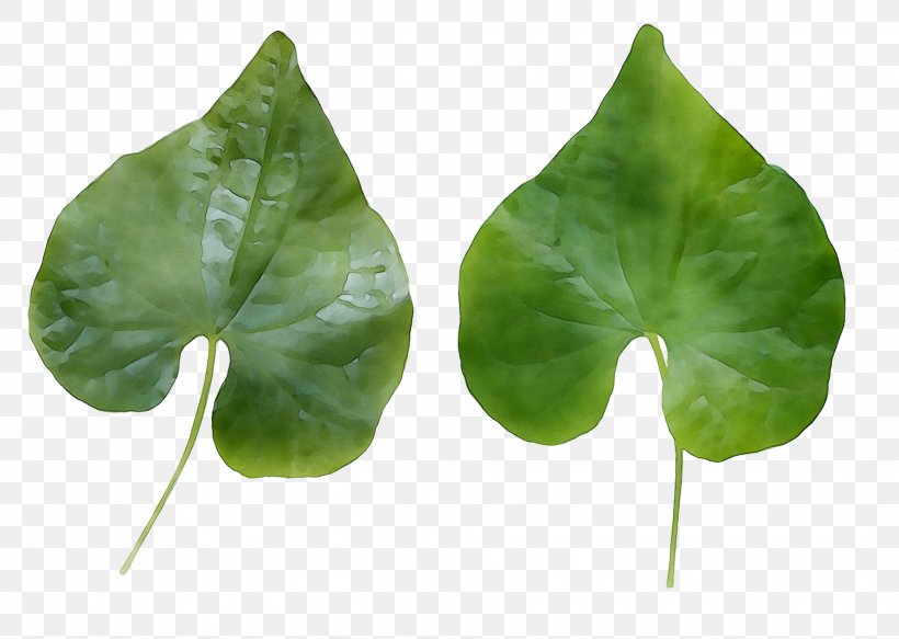 Leaf Annual Plant Plants, PNG, 1951x1388px, Leaf, Alismatales, Annual Plant, Anthurium, Arum Family Download Free