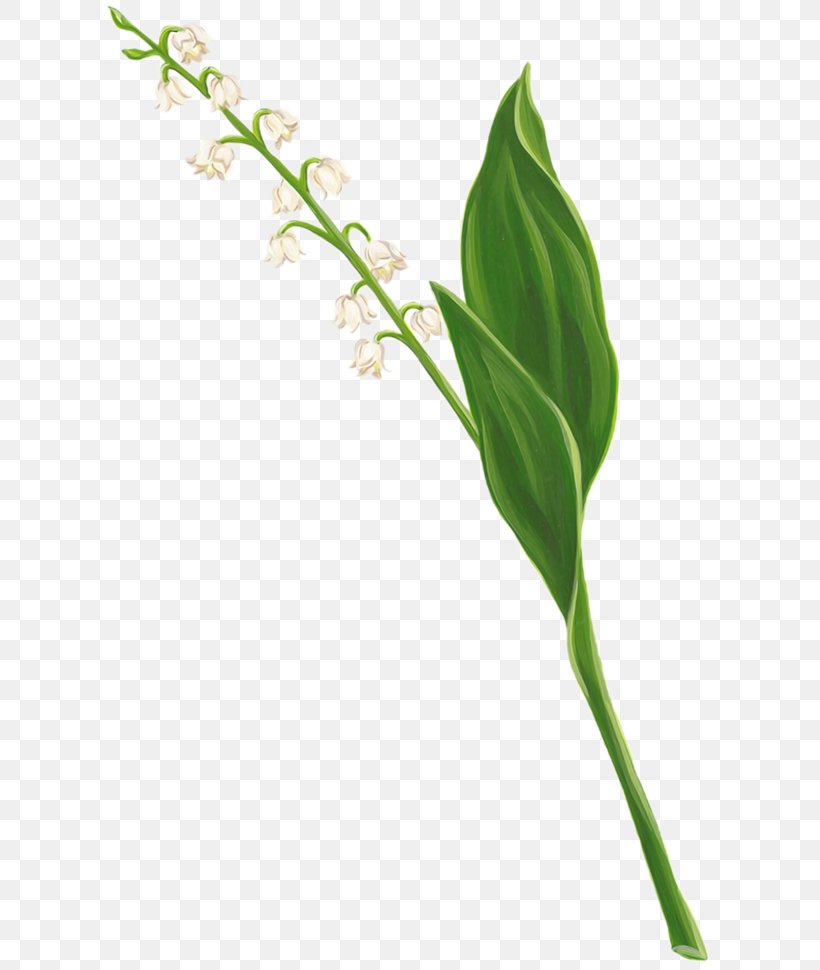 Lily Of The Valley Clip Art Flower Digital Image, PNG, 614x970px, Lily Of The Valley, Arum, Branch, Digital Image, Floral Design Download Free