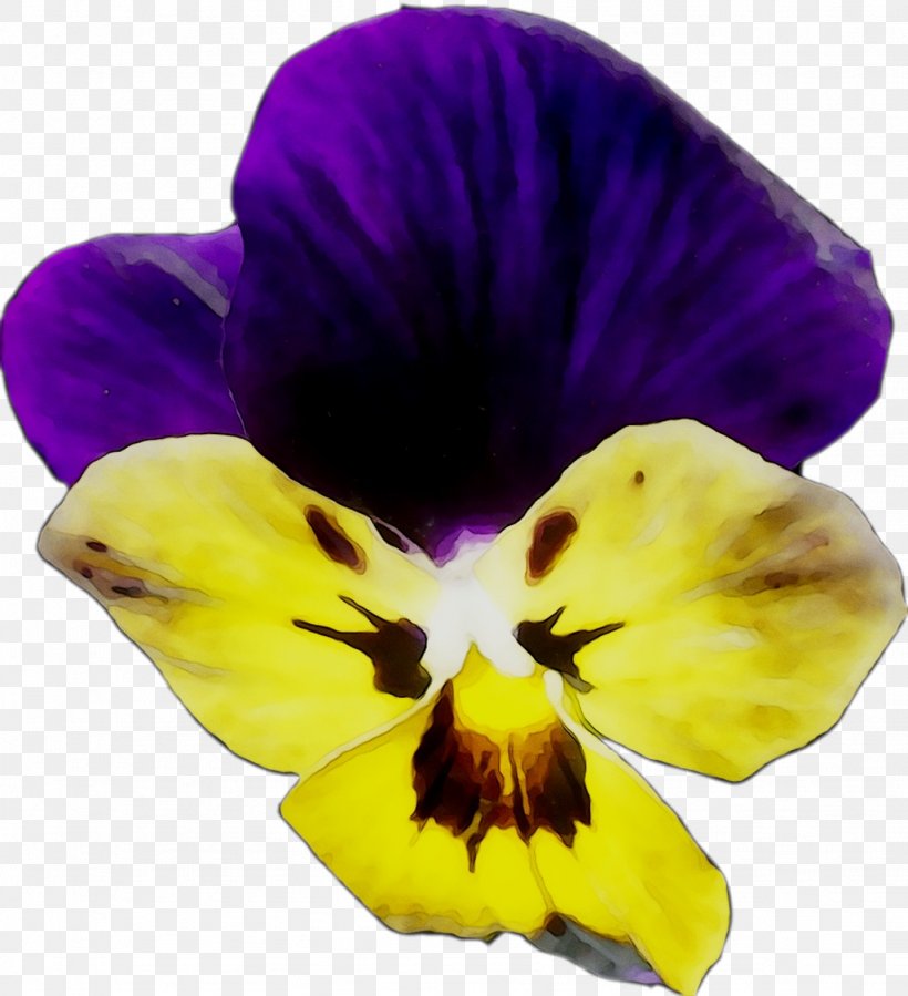 Pansy, PNG, 1026x1126px, Pansy, Cattleya, Flower, Flowering Plant, Petal Download Free