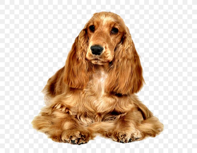 American Cocker Spaniel English Cocker Spaniel Field Spaniel Russian Spaniel, PNG, 640x640px, American Cocker Spaniel, Breed, Carnivoran, Cocker Spaniel, Companion Dog Download Free