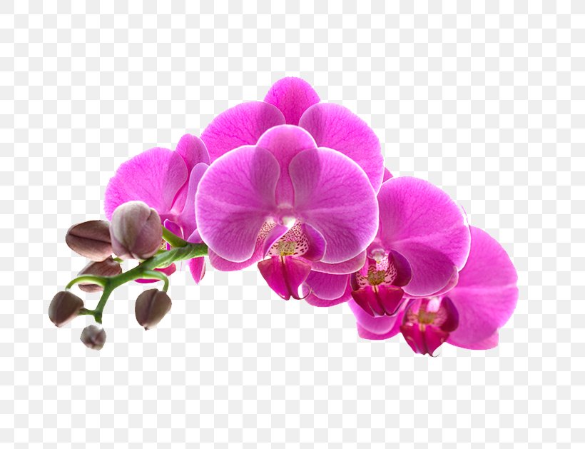 Orchids Flower Stock Photography Getty Images, PNG, 800x629px, Orchids, Charles Plumier, Flower, Flowering Plant, Frangipani Download Free