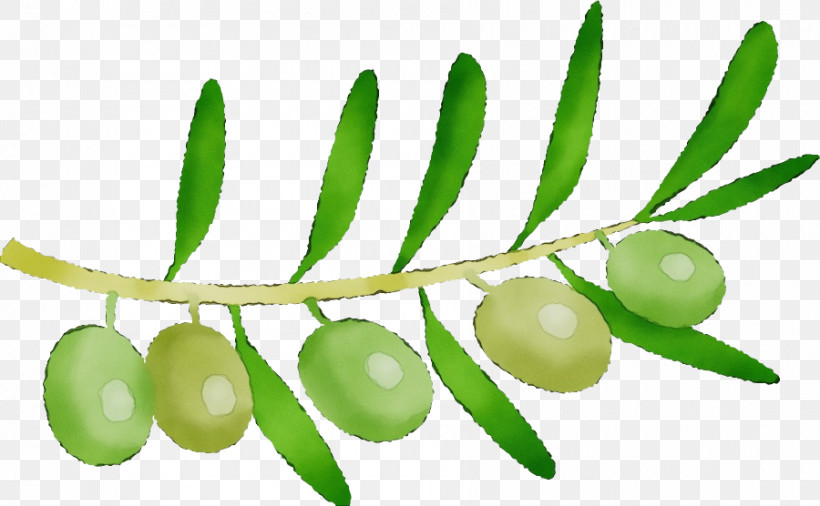 Plant Stem Natural Foods Superfood Fruit Plants, PNG, 900x556px, Watercolor, Biology, Fruit, Natural Foods, Paint Download Free