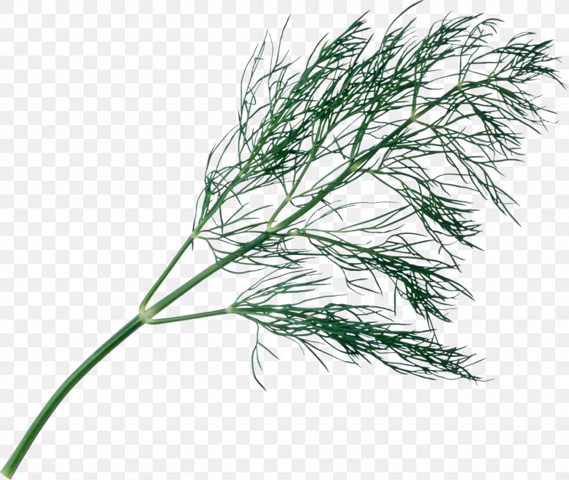 Plant Tree Branch Herb, PNG, 1280x1079px, Plant, Branch, Commodity, Dill, Food Download Free