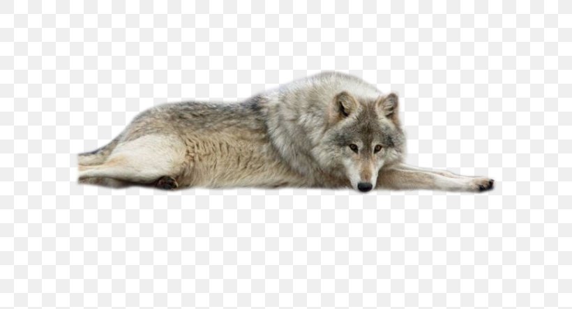 Saarloos Wolfdog Coyote Alaskan Tundra Wolf, PNG, 604x443px, Saarloos Wolfdog, Alaskan Tundra Wolf, Canis, Canis Lupus Tundrarum, Carnivoran Download Free