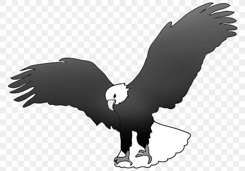 Bald Eagle Black And White Black-and-white Hawk-eagle, PNG, 850x595px, Bald Eagle, Accipitriformes, Beak, Bird, Bird Of Prey Download Free