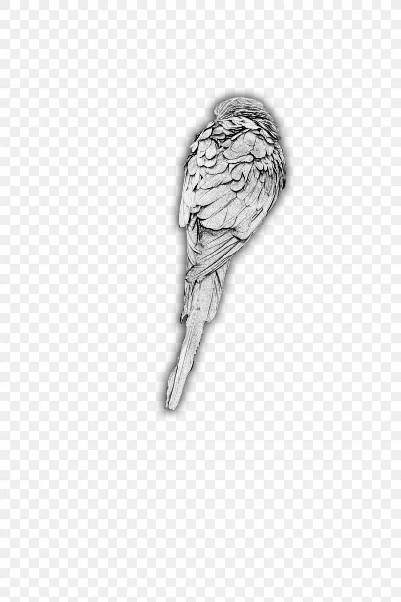 Amazon Parrot Bird Download, PNG, 2848x4272px, Parrot, Amazon Parrot, Bird, Black And White, Body Jewelry Download Free