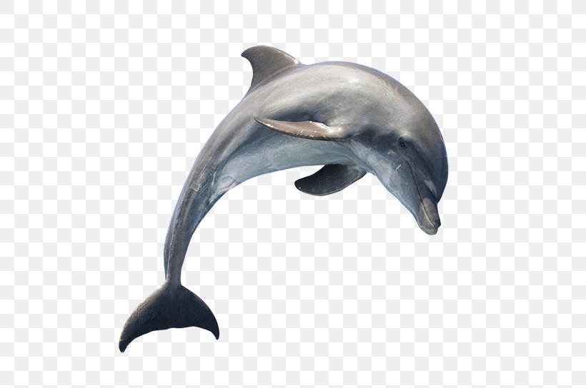 Common Bottlenose Dolphin Clip Art, PNG, 600x544px, Dolphin, Bottlenose Dolphin, Cetacea, Common Bottlenose Dolphin, Fauna Download Free