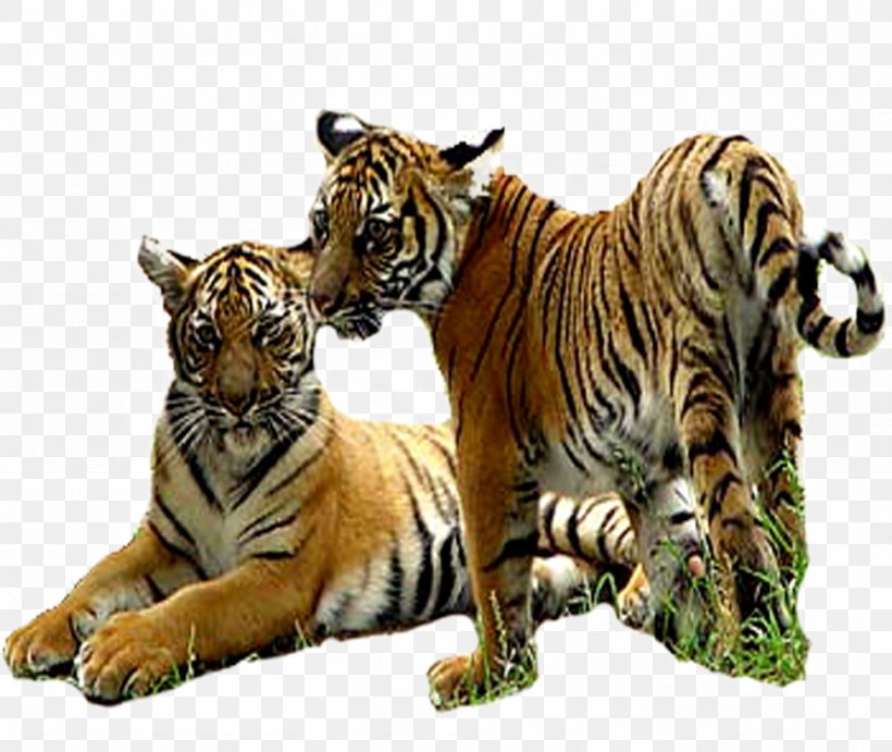 Tiger Lion, PNG, 974x821px, Tiger, Animal, Big Cats, Carnivoran, Cat Like Mammal Download Free