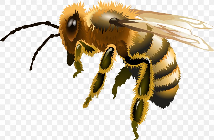 Worker Bee Apis Florea Euclidean Vector, PNG, 1815x1188px, Bee, Apis Florea, Arthropod, Beehive, Honey Download Free