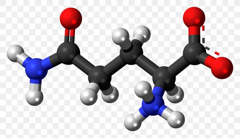 Glutamine Synthetase Dietary Supplement Amino Acid Glutamate-glutamine Cycle, PNG, 2000x1151px, Glutamine, Acetylcarnitine, Acid, Amino Acid, Citrulline Download Free