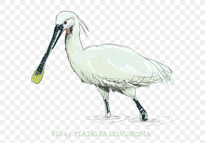 Ibis Bird Stork Beak Fauna, PNG, 600x572px, Ibis, Beak, Bird, Ciconiiformes, Crane Download Free