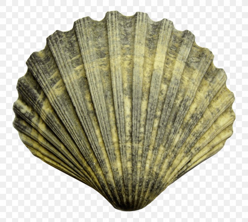 Seashell Clip Art, PNG, 850x760px, Seashell, Beach, Bivalvia, Clam, Clams Oysters Mussels And Scallops Download Free
