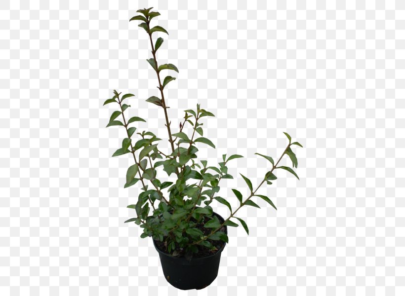 Shrub Plant Ligustrum Ovalifolium Evergreen Garden, PNG, 600x600px, Shrub, Branch, Bulb, Evergreen, Flowering Plant Download Free