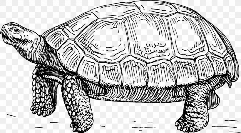 Turtle Tortoise Drawing Clip Art Diagram, PNG, 1280x706px, Turtle, Animal Figure, Artwork, Black And White, Box Turtle Download Free
