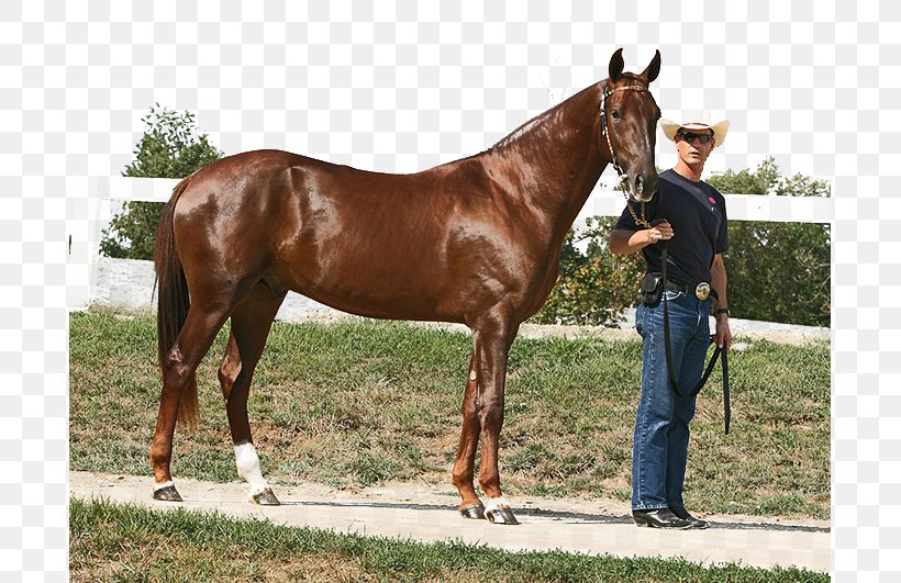 Akhal-Teke Arabian Horse Appaloosa Danish Warmblood Stallion, PNG, 693x531px, Arabian Horse, Akhal Teke, American Cream Draft, American Paint Horse, Breed Download Free