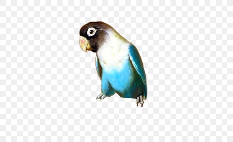 Budgerigar Lovebird Parakeet Blog, PNG, 500x500px, Budgerigar, Animal, Beak, Bird, Blog Download Free