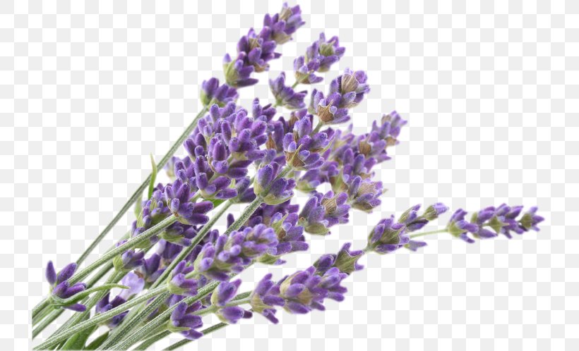 English Lavender Flower French Lavender Lavandula Dentata Lavandula Pedunculata, PNG, 729x498px, English Lavender, Candle, Essential Oil, Flower, Flowering Plant Download Free