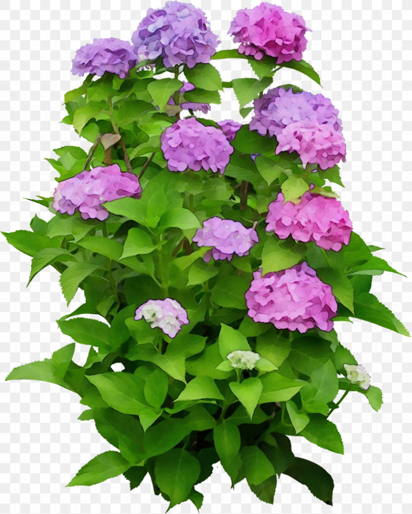 Hydrangea Annual Plant Shrub Houseplant Plants, PNG, 859x1070px, Hydrangea, Annual Plant, Biology, Houseplant, Hydrangeaceae Download Free