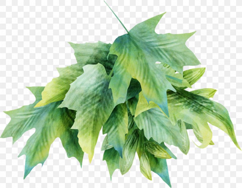 Leaf Herb, PNG, 1024x796px, Leaf, Herb, Plant Download Free