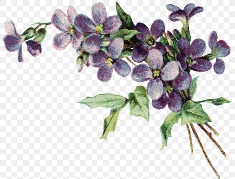 African Violets Clip Art Drawing Pansy, PNG, 800x626px, Violet, African Violets, Art, Branch, Color Download Free
