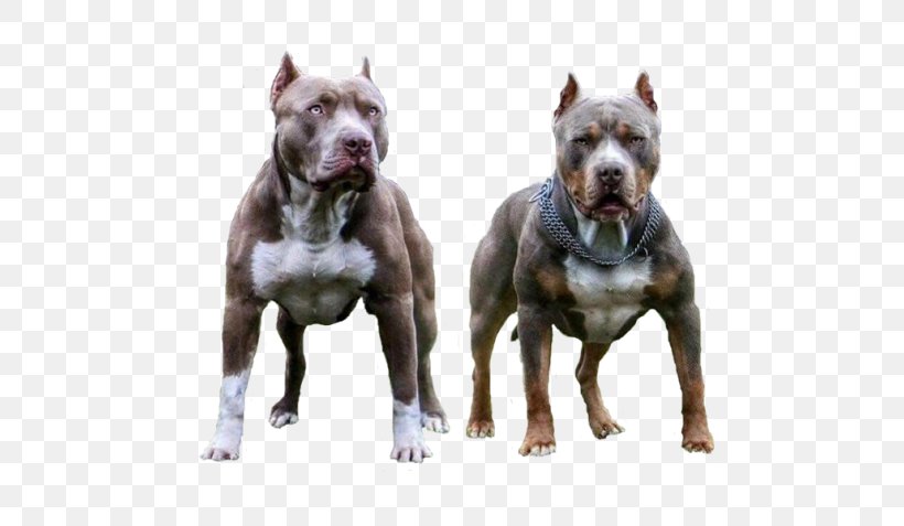 American Pit Bull Terrier Dog Breed American Staffordshire Terrier, PNG, 700x477px, Pit Bull, American Pit Bull Terrier, American Staffordshire Terrier, Breed, Breed Group Dog Download Free