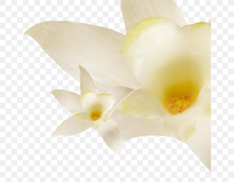 Flat-leaved Vanilla Custard Ice Cream, PNG, 659x636px, Vanilla, Cattleya, Cattleya Orchids, Celebrity, Cream Download Free