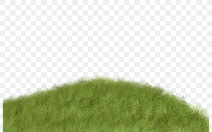Lawn Green Grasses Tree Pattern, PNG, 800x511px, Lawn, Family, Grass, Grass Family, Grasses Download Free