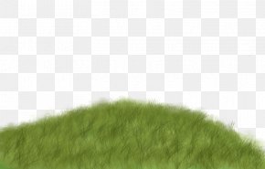 Lawn Meadow Grasses Angle Pattern, PNG, 1600x1060px, Lawn, Family ...