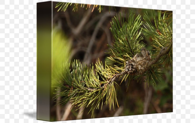 Pine Larch Vegetation Close-up Lawn, PNG, 650x518px, Pine, Branch, Closeup, Conifer, Grass Download Free