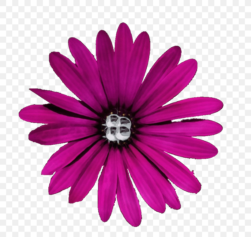 Pink Petal African Daisy Flower Magenta, PNG, 791x777px, Watercolor, African Daisy, Barberton Daisy, Flower, Gerbera Download Free