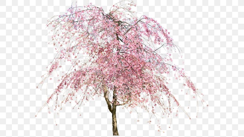 Tree Cherry Blossom Flower, PNG, 600x463px, Tree, Architecture, Blossom, Branch, Cherry Blossom Download Free