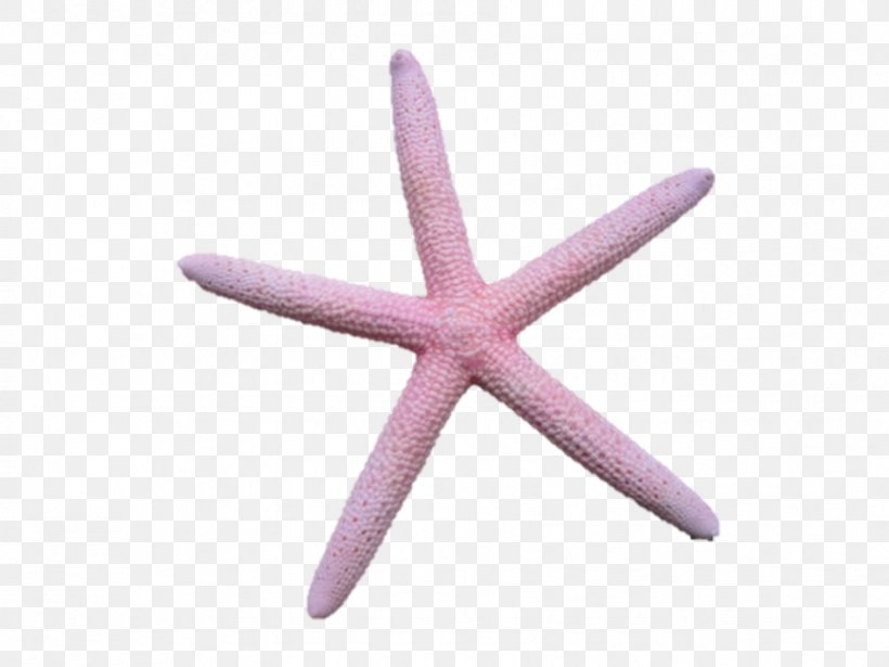 Starfish Body Jewellery, PNG, 891x669px, Starfish, Body Jewellery, Body Jewelry, Echinoderm, Invertebrate Download Free