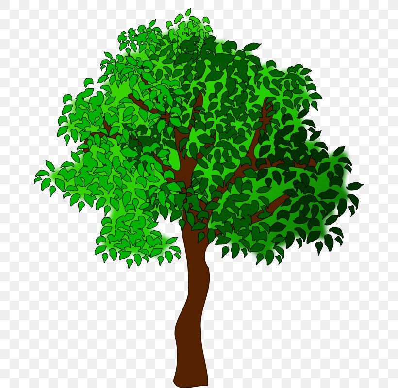 Tree Summer Free Content Clip Art, PNG, 800x800px, Tree, Branch, Drawing, Free Content, Grass Download Free