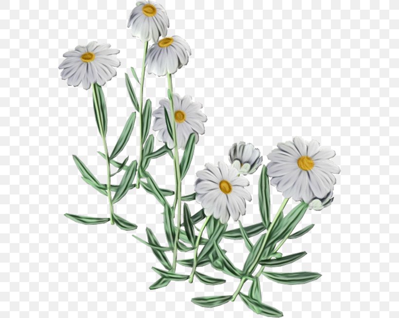 Daisy, PNG, 582x654px, Watercolor, Camomile, Chamomile, Daisy, Flower Download Free