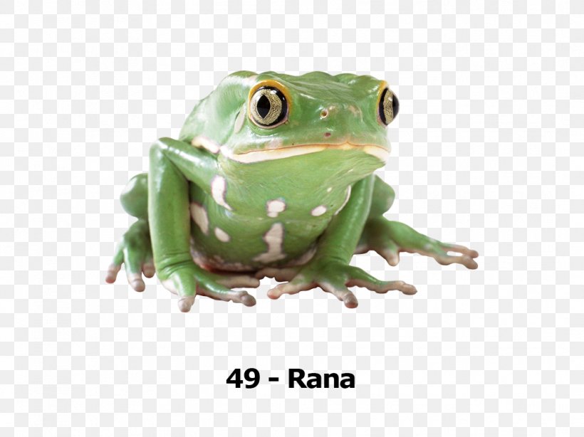 Frog Desktop Wallpaper Clip Art, PNG, 1068x800px, Frog, Amphibian, Dyeing Dart Frog, Green And Black Poison Dart Frog, Image File Formats Download Free