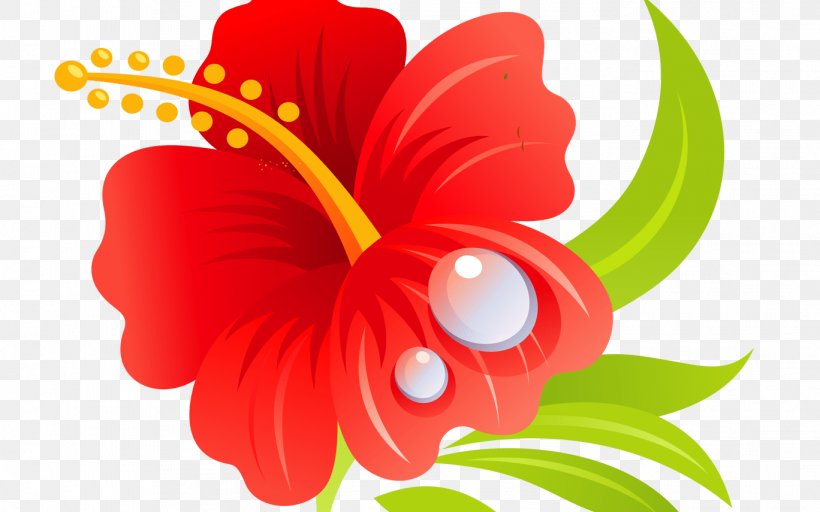 Shoeblackplant Mallows Hawaiian Hibiscus Roselle Clip Art, PNG, 1368x855px, Shoeblackplant, Cut Flowers, Drawing, Flora, Floral Design Download Free