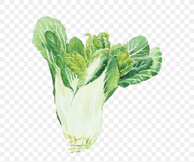 Watercolor Painting Napa Cabbage Chinese Cabbage, PNG, 598x683px, Watercolor Painting, Art, Cabbage, Chinese Cabbage, Flowerpot Download Free