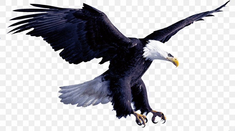Eagle Flight Hawk, PNG, 1740x971px, Eagle, Accipitriformes, Bald Eagle, Beak, Bird Download Free