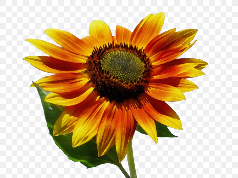 Images Cartoon, PNG, 2308x1732px, Sunflower, Annual Plant, Asterales, Blanket Flowers, Bloom Download Free