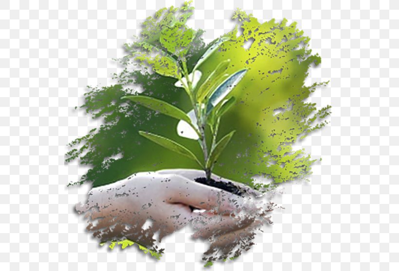 الغزيلة Natural Environment Environmental Consulting Licenciamento Ambiental PoderMX, PNG, 555x558px, Natural Environment, Consultant, Ecology, Environment, Environmental Consulting Download Free