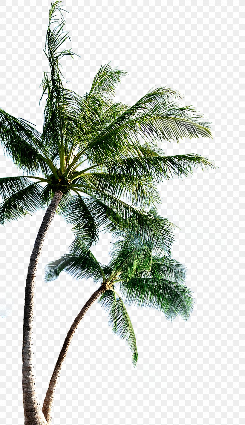 Island Clip Art, PNG, 1464x2544px, Island, Arecales, Autocad Dxf, Beach, Branch Download Free