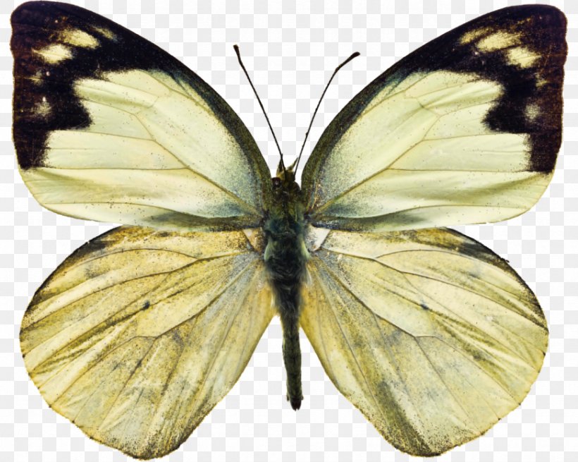 Owl Butterfly Insect White Stock Photography, PNG, 871x696px, Butterfly, Arthropod, Brush Footed Butterfly, Butterflies And Moths, Caligo Memnon Download Free