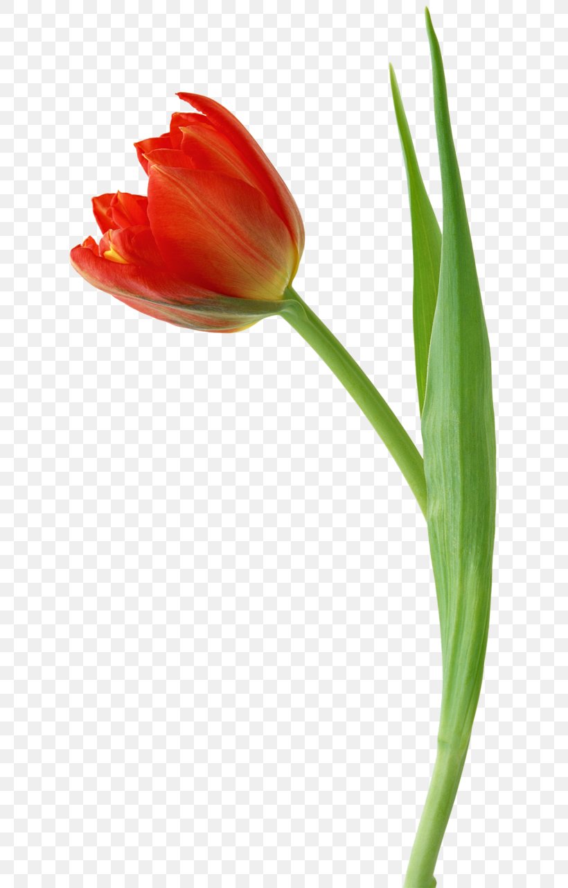 Tulip Flower Drawing Clip Art, PNG, 643x1280px, Tulip, Animation, Bud, Bulb, Cut Flowers Download Free