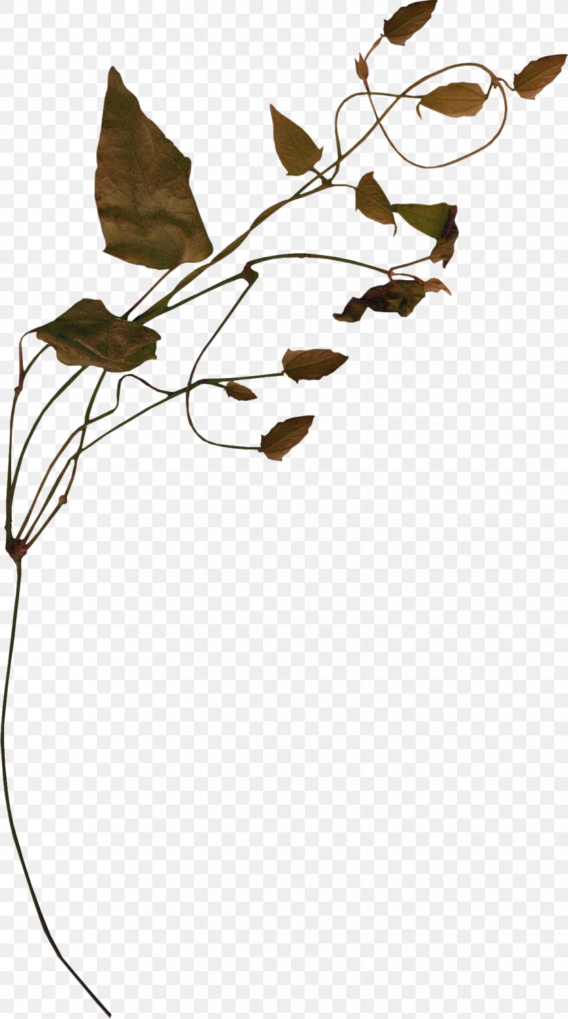 Bindweed Vine Tree Clip Art, PNG, 1116x2000px, Bindweed, Black And White, Branch, Flora, Flower Download Free