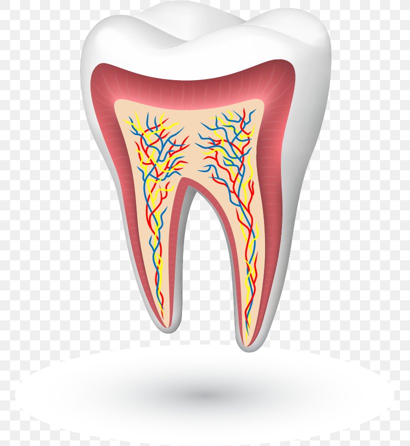 Human Tooth Tooth Enamel Cracked Tooth Syndrome Molar, PNG, 759x891px, Watercolor, Cartoon, Flower, Frame, Heart Download Free
