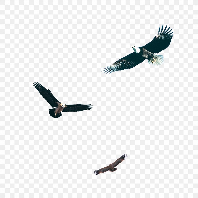 Bird Hawk Download, PNG, 3000x3000px, Bird, Beak, Eagle, Feather, Hawk Download Free